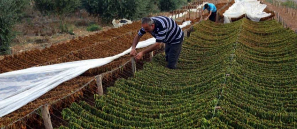 Bulgarian farmer inspecting tobacco leaves