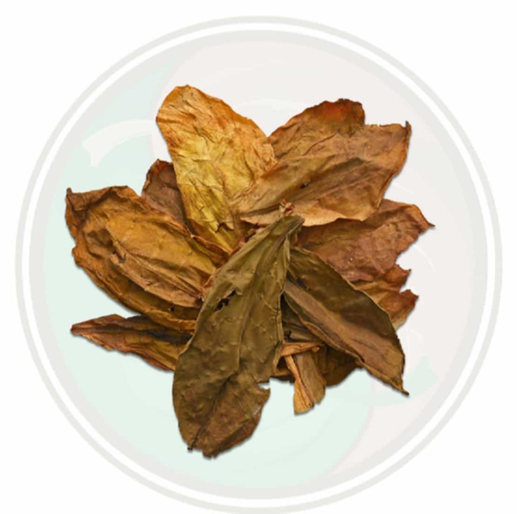 Light tobacco leaf being inspected for quality