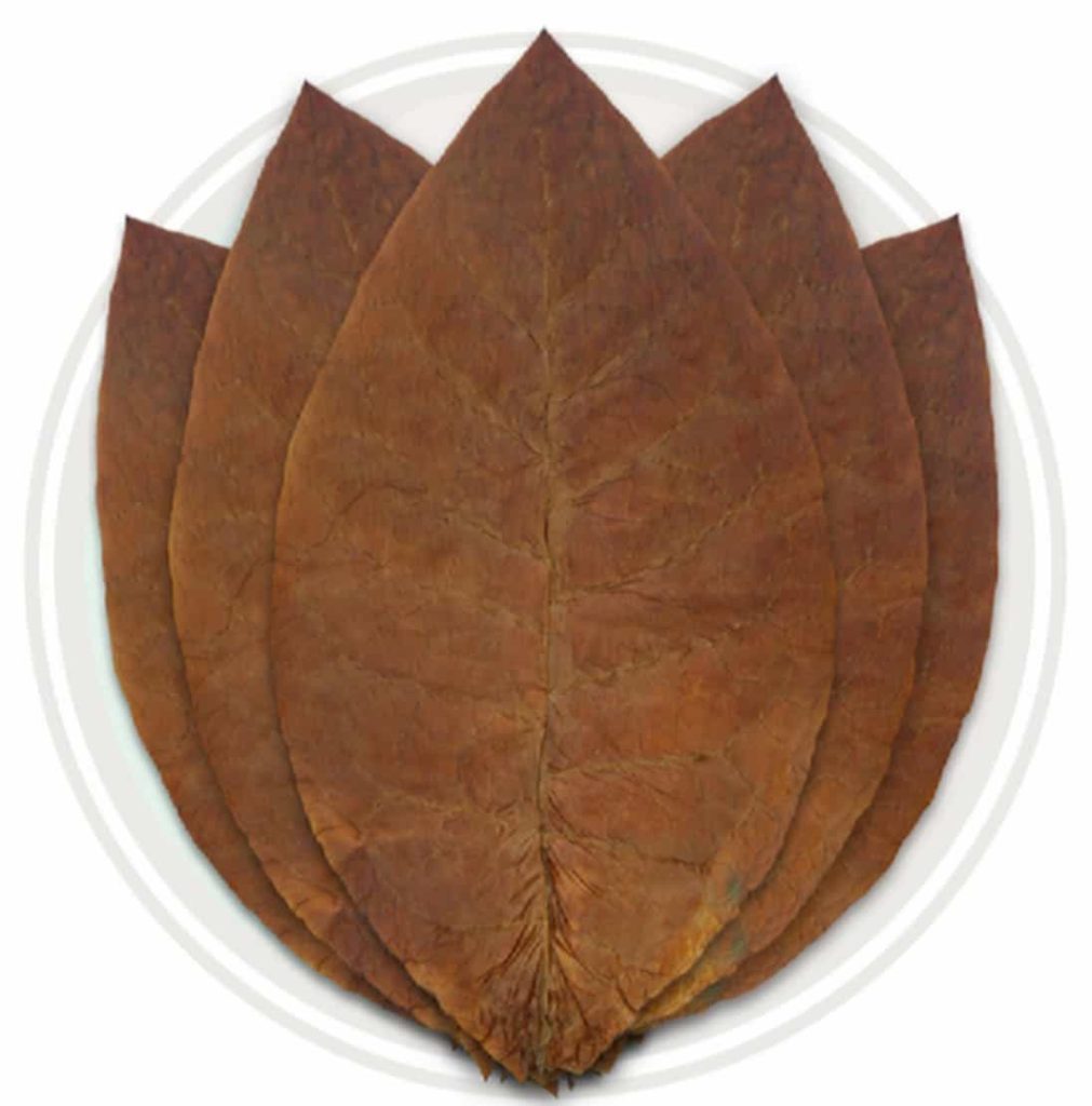 Close-up of a hand-rolled cigar with Tobacco Havana leaves