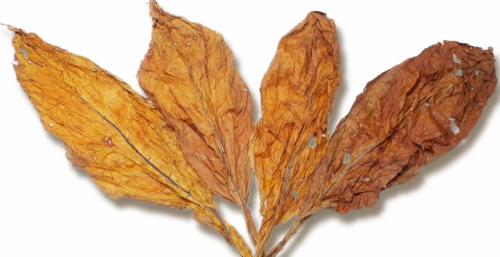 Close-up of a Virginia tobacco leaf